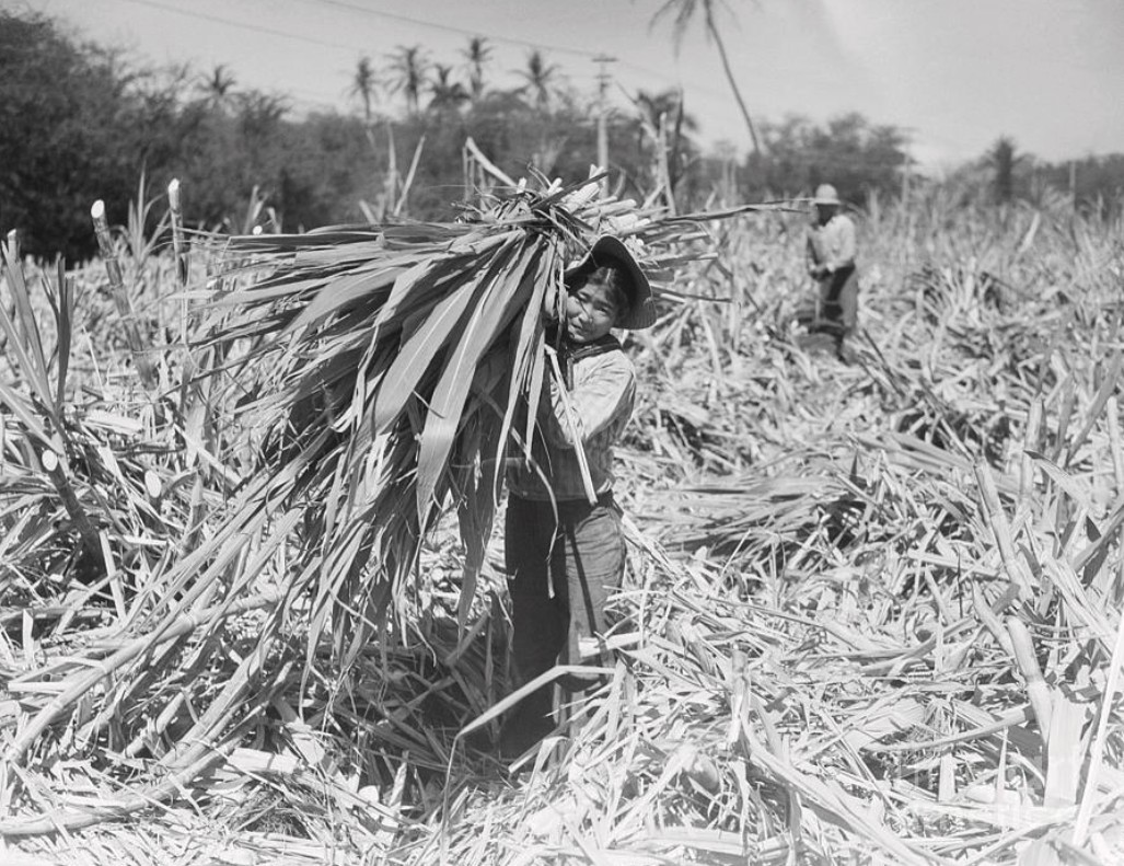 Maui sugarcane fields — HC&S plantation era, circa 1960s